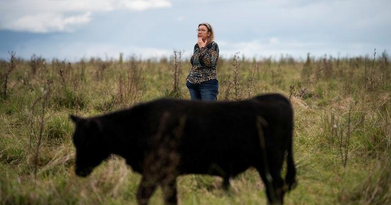 Phantom cows and missing millions spark financial scandal in Uruguay