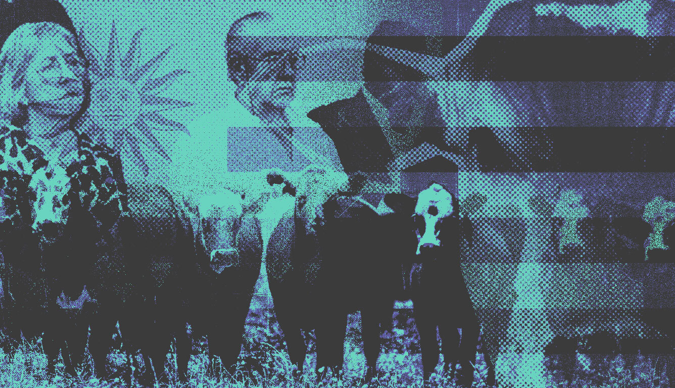 Cow Fraud? How Thousands Allegedly Lost Their Savings in Uruguay
