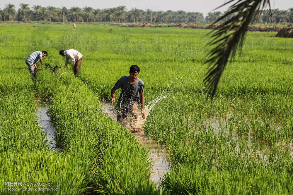 Iran to launch agricultural cultivation in Uruguay
